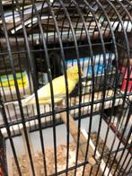 Mooie koepel kooien, Ophalen of Verzenden, Gebruikt