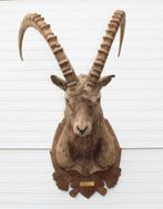 Grote opgezette kop SIBERISCHE STEENBOK (Capra ibex sib.), Verzamelen, Ophalen, Gebruikt, Wild dier, Opgezet dier