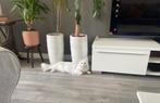 schattige en slimme kat, Dieren en Toebehoren, Katten en Kittens | Overige Katten, Poes, Langharig, 6 jaar of ouder