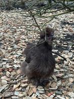 Mooie mokka zijdehoen haan, Dieren en Toebehoren, Pluimvee, Mannelijk, Kip