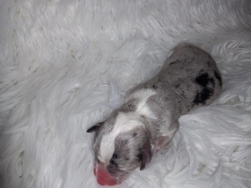 Prachtige Welsh corgi pups, Dieren en Toebehoren, Honden | Herdershonden en Veedrijvers, Meerdere dieren, Overige rassen, Particulier