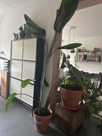 Grote Strelitzia - 2.40m Kamerplant, Ophalen, Overige soorten, Halfschaduw, 200 cm of meer