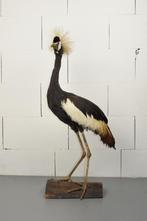 Antieke opgezette kroonkraanvogel taxidermie 100cm, Verzamelen, Ophalen, Gebruikt, Vogel, Opgezet dier