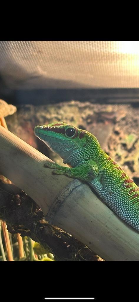 Madagaskar reuzen daggekko, Dieren en Toebehoren, Reptielen en Amfibieën, Hagedis, 0 tot 2 jaar