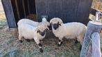 Walliser Schwarznase, Dieren en Toebehoren, Schapen, Geiten en Varkens, Vrouwelijk, Schaap
