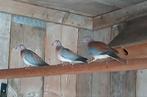 8 Senegal duiven, Dieren en Toebehoren, Vogels | Duiven, Meerdere dieren, Overige soorten