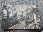 Rotterdamsche Diergaarde blijdorp groot plantenhuis, Ophalen of Verzenden, Voor 1920, Zuid-Holland