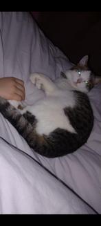 Lieve Kiki, Dieren en Toebehoren, Katten en Kittens | Raskatten | Korthaar, Poes, Ontwormd, 3 tot 5 jaar