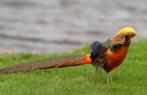 Goud fazant hennen l Gezonde dieren l Passend advies, Vrouwelijk, Kip