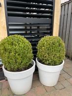 Buxus bollen 2 stuks, Tuin en Terras, Vaste plant, Ophalen of Verzenden, Overige soorten