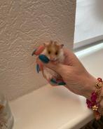 Handtamme Syrische lanharige hamsters, Dieren en Toebehoren, Knaagdieren, Meerdere dieren, Hamster, Na 1 juli 2024, Tam