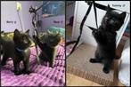 lieve zwarte kittens, Dieren en Toebehoren, Katten en Kittens | Raskatten | Korthaar, Meerdere dieren, Ontwormd, 0 tot 2 jaar