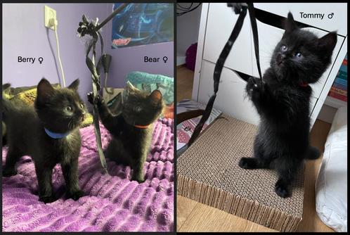 lieve zwarte kittens, Dieren en Toebehoren, Katten en Kittens | Raskatten | Korthaar, Meerdere dieren, 0 tot 2 jaar, Ontwormd