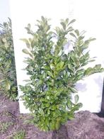 Laurier Prunus Rotundifolia 100-200 cm, Laurier, Ophalen, 100 tot 250 cm