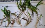 Aquarium plantjes 5euro per portie, Ophalen, Nieuw, Plant(en), Steen of Hout