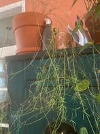 Asparagus, Huis en Inrichting, Kamerplanten, Ophalen, Halfschaduw, Minder dan 100 cm