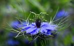 Nigella Damascena zaden, Verzenden, Zaad