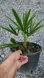 Trachycarpus fortunei palmboom ACTIE, Ophalen, Bloeit niet, Overige soorten, Volle zon