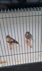 2 Harlekijn kanaries met grote kooi, Dieren en Toebehoren, Meerdere dieren, Kleurkanarie