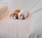 ❤️🐇TWEE LIEVE MINILOP KONIJNTJES ZOEKEN EEN WARM THUIS, Dieren en Toebehoren, Konijnen, Meerdere dieren, Dwerg, Hangoor