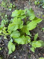 Pot Persicaria rode duizendknoop, Halfschaduw, Zomer, Vaste plant, Ophalen of Verzenden