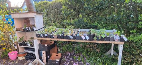 biologisch opgekweekte planten, Tuin en Terras, Planten | Tuinplanten, Overige soorten, Volle zon, Zomer, Ophalen
