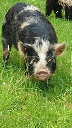 Kune kune stamboek beer(ook als borg) te koop, Dieren en Toebehoren, Schapen, Geiten en Varkens, Mannelijk, Varken