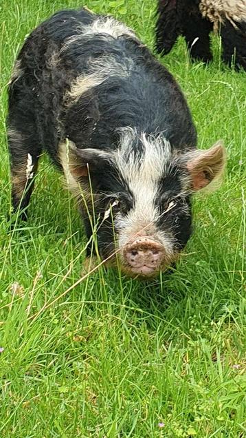 Kune kune stamboek beer(ook als borg) te koop beschikbaar voor biedingen