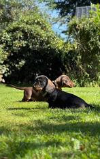 Dwergteckel pups, Dieren en Toebehoren, Honden | Teckels en Dashonden, CDV (hondenziekte), 8 tot 15 weken, Korthaar, Dwerg
