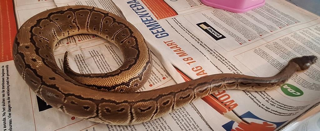 Pinstripe DH Clown Pied, Slang, 0 tot 2 jaar