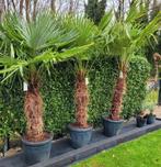 Grote Trachycarpus fortunei palmbomen - Winterhard!, Tuin en Terras, Planten | Tuinplanten, Ophalen