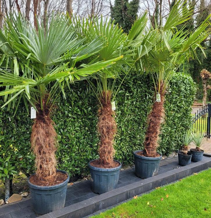 Grote Trachycarpus fortunei palmbomen - Winterhard!, Tuin en Terras, Planten | Tuinplanten, Ophalen