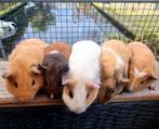 Jonge cavia's beschikbaar allemaal dames, Dieren en Toebehoren, Knaagdieren, Cavia, Januari, Meerdere dieren, Tam