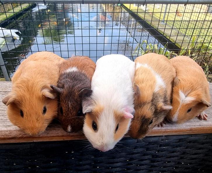 Jonge cavia's beschikbaar allemaal dames, Dieren en Toebehoren, Knaagdieren, Meerdere dieren, Cavia, Januari, Tam