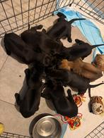Ridgeback puppys te koop, België, Particulier, 8 tot 15 weken, Parvo