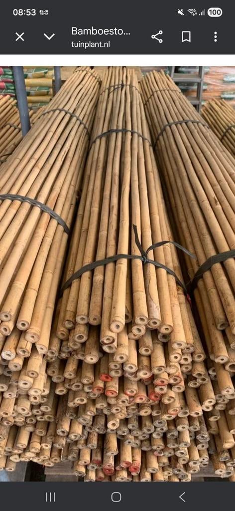 Bamboestokken 2,40 en 2,70, Tuin en Terras, Ophalen, Eenjarig, Overige soorten, Volle zon