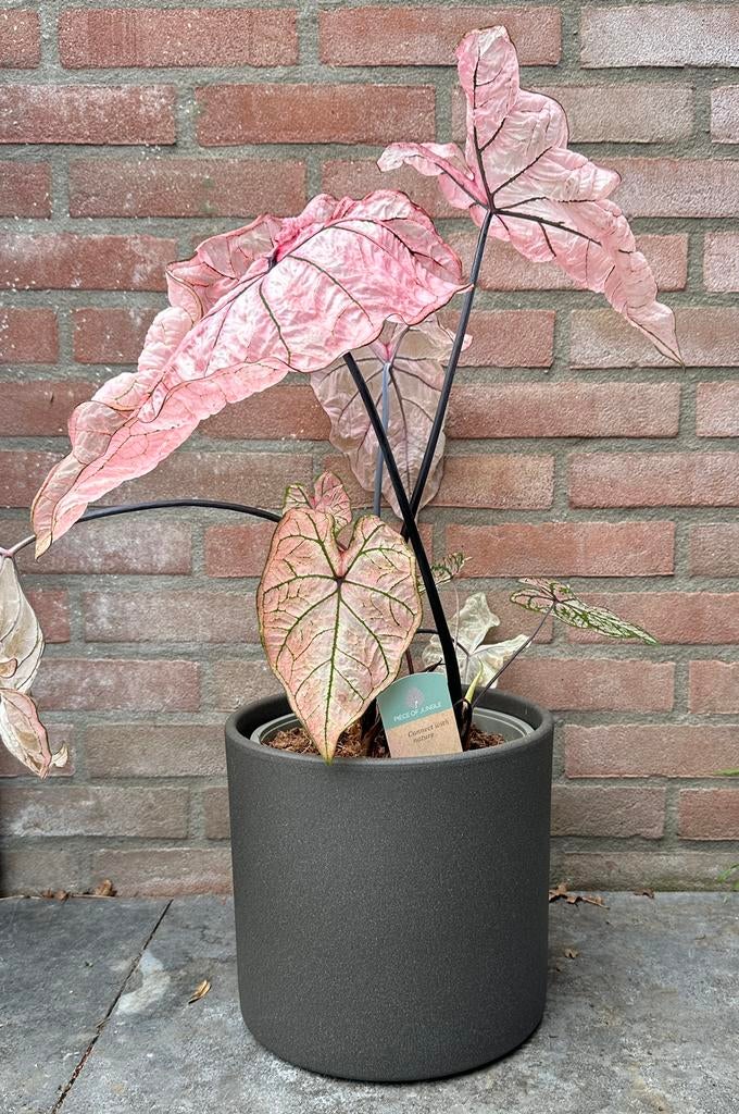 Bloempot antraciet Mica - grijs plant, Ophalen, Rond, Zo goed als nieuw, Aardewerk