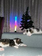 (5 maanden) – Copo & Alexa zoeken nieuw thuis + accessoires, Kater, Ontwormd