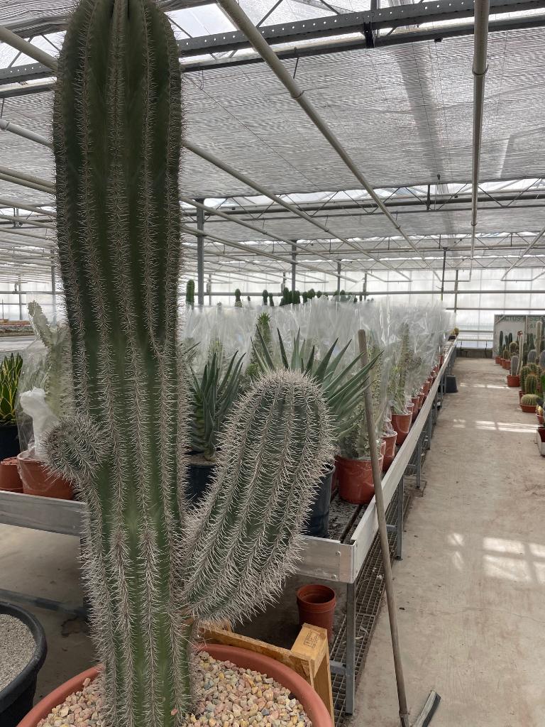 Cactus Pachycereus Pringlii totale hoogte circa 177 cm hoog, Ophalen, 200 cm of meer, Bloeiende kamerplant, Volle zon
