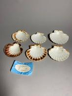 Zes St. Jacobsschelpen voor amuses enz., Ophalen of Verzenden