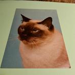 Vintage Ansichtkaart Siamees Kat - Ongelopen, Ophalen of Verzenden, 1980 tot heden, Ongelopen, Hond of Kat