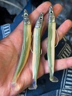 Sandeel minnow, Ophalen of Verzenden, Zo goed als nieuw, Dobber of Lood