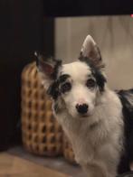 Border collie, Reu, Collie, Parvo, Eén hond