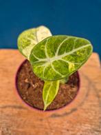 Alocasia Ninja Variegata p10, Ophalen of Verzenden, Halfschaduw, Minder dan 100 cm
