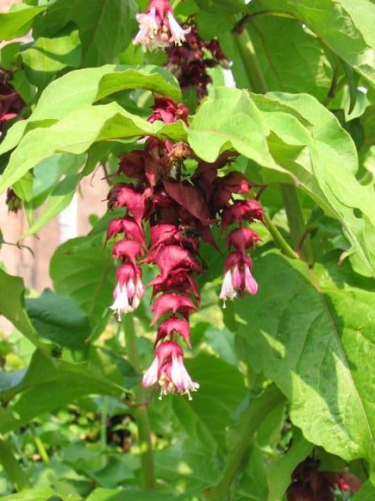Leycesteria formosa (grootmoeders oorbel) in 17 cm pot, Volle zon, Vaste plant, Zomer, Ophalen