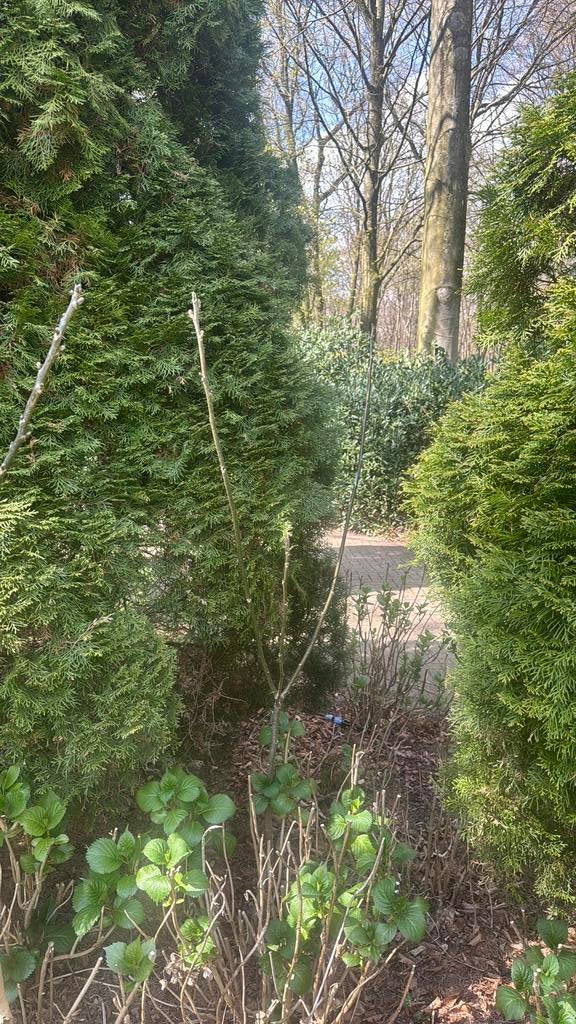 Walnoot eigen tuin 180 cm, Tuin en Terras, Planten | Bomen, Ophalen of Verzenden, Halfschaduw, Overige soorten