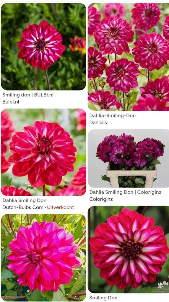 Dahlia smiling Don knollen, Tuin en Terras, Bloembollen en Zaden, Ophalen of Verzenden, Volle zon, Knol
