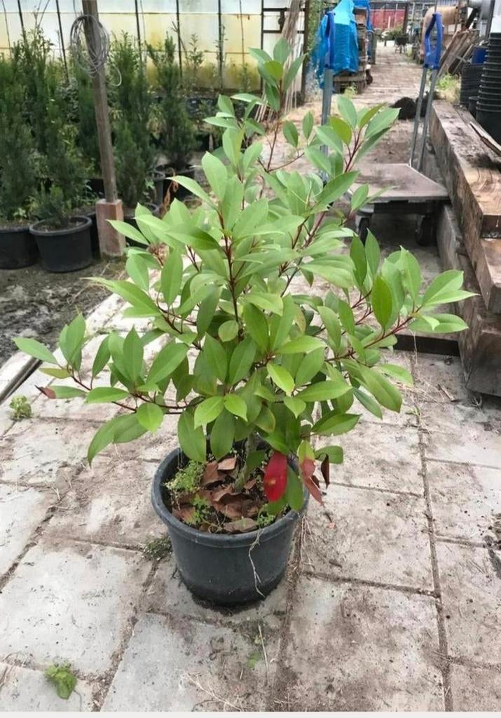 Tekoop: Mooie photunia red robin struik, Tuin en Terras, Ophalen