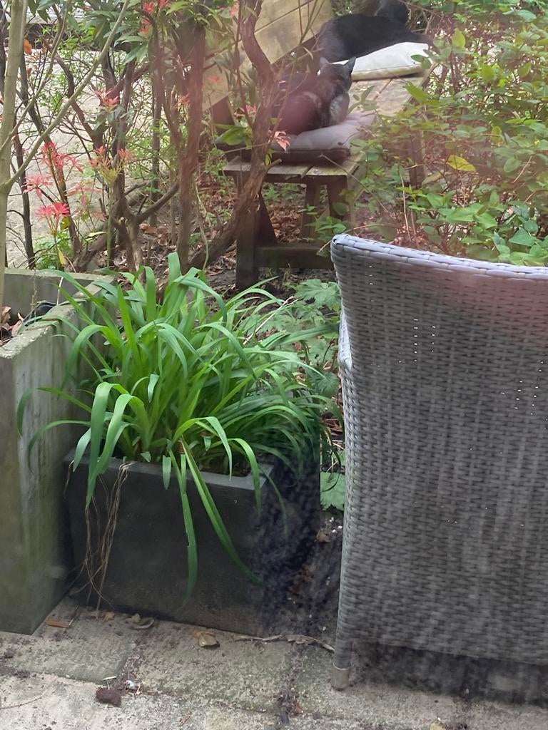 Kunststof pot met lelies, Ophalen, Overige soorten, Halfschaduw