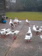 Broed eieren twense land ganzen, Dieren en Toebehoren, Meerdere dieren, Gans of Zwaan